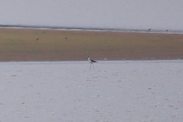 Black-necked Stilt - ML643454740