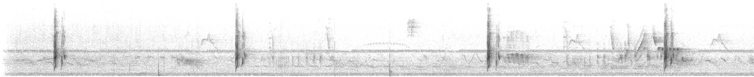 Tyran audacieux - ML643454742