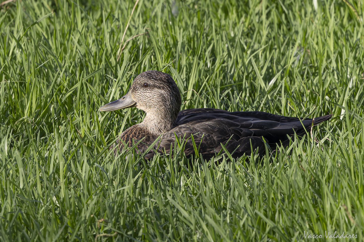American Black Duck - ML643454744