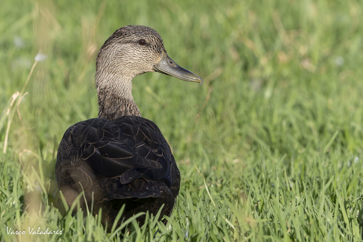 American Black Duck - ML643454745