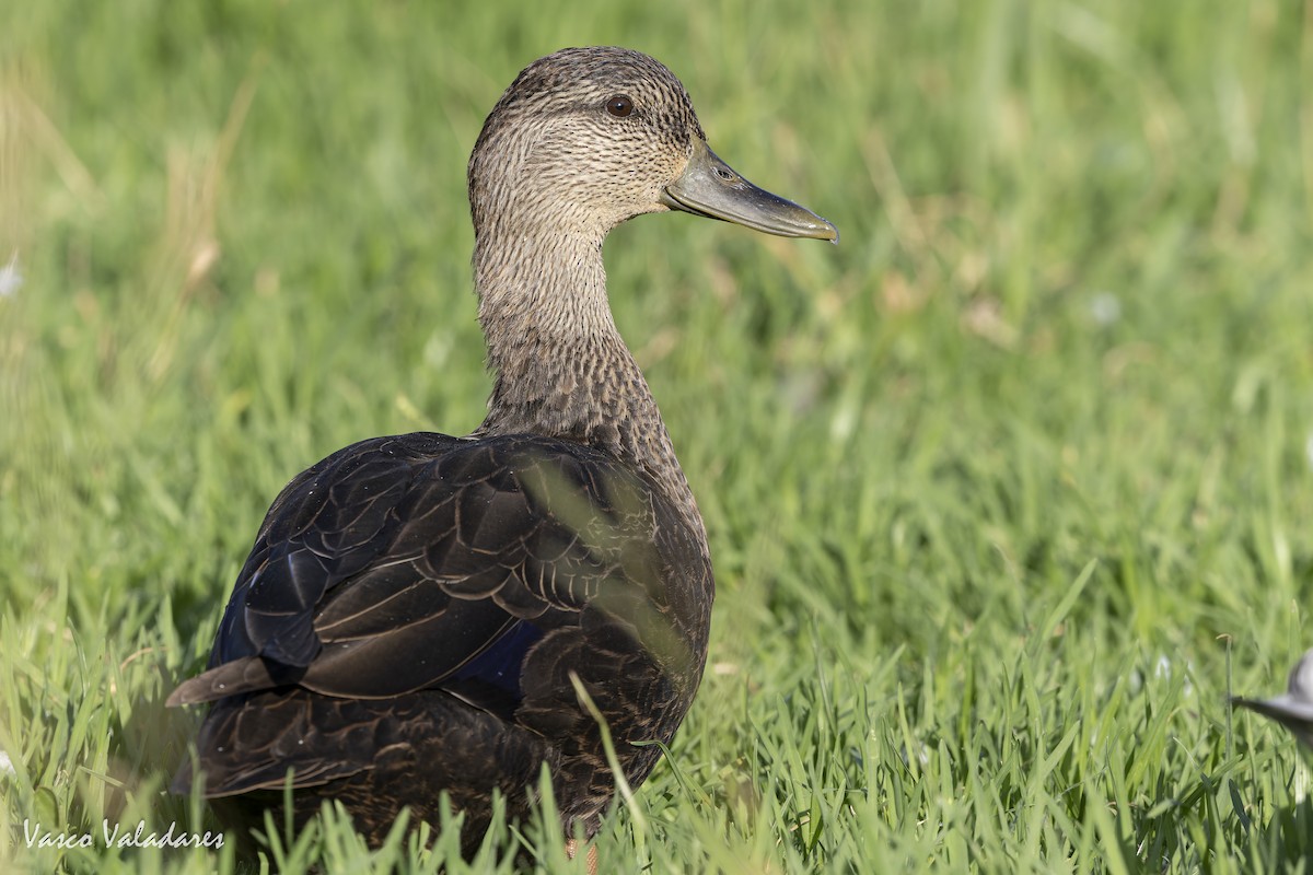 American Black Duck - ML643454746
