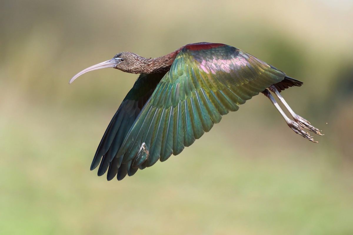 Glossy Ibis - ML643454757