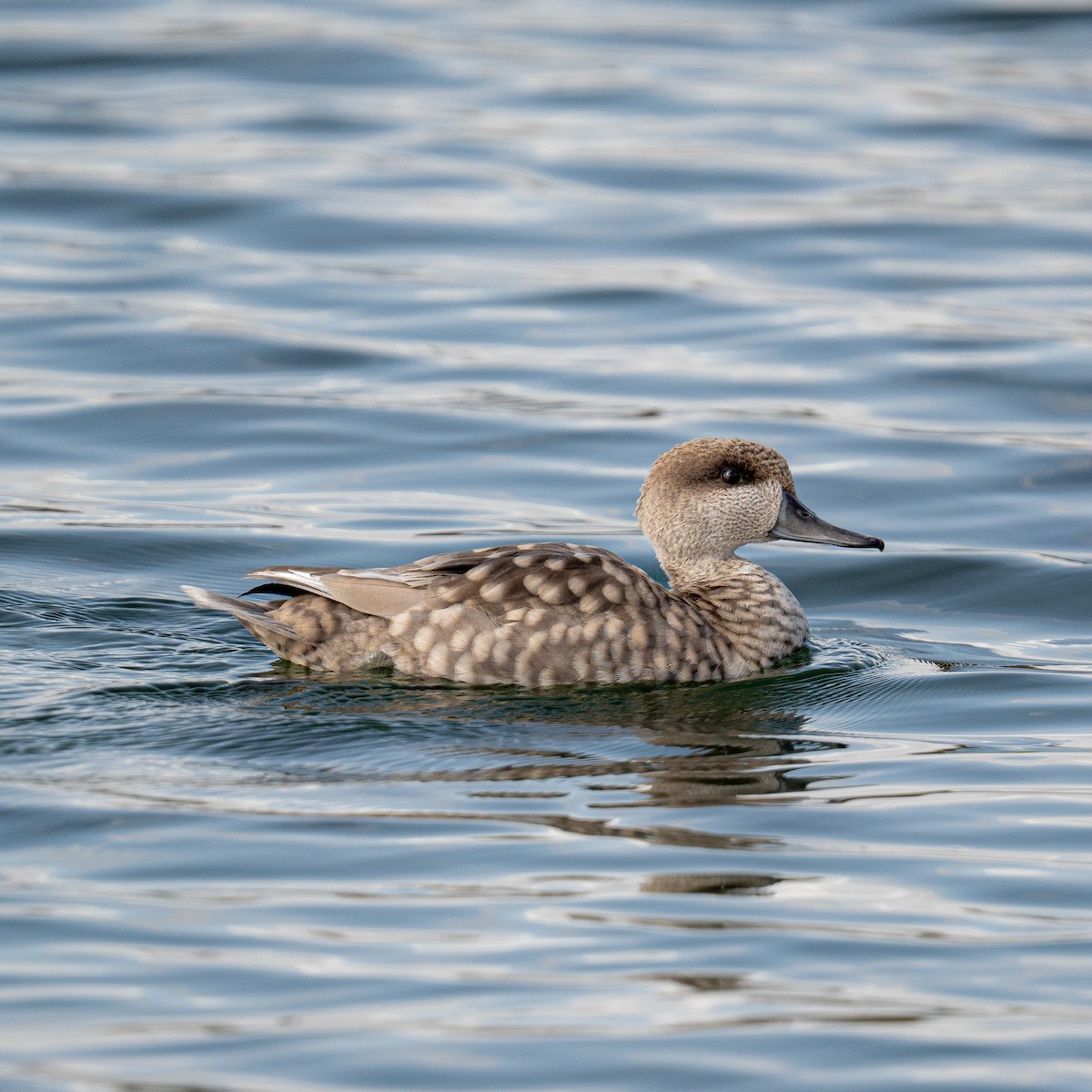 Marbled Duck - ML643454760