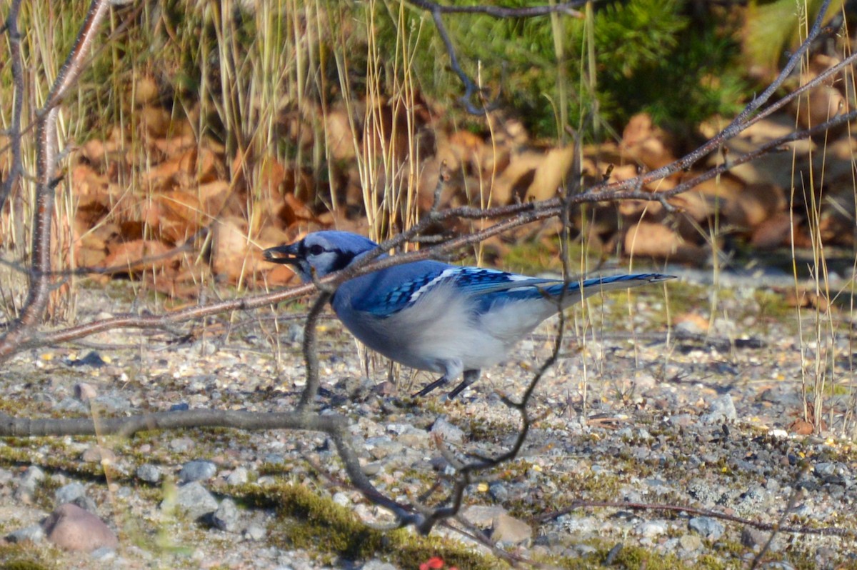 Blue Jay - ML643454764