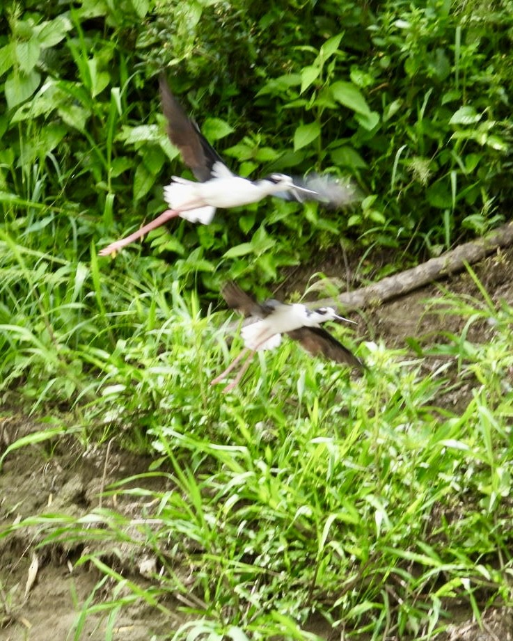 Black-necked Stilt - ML643454779