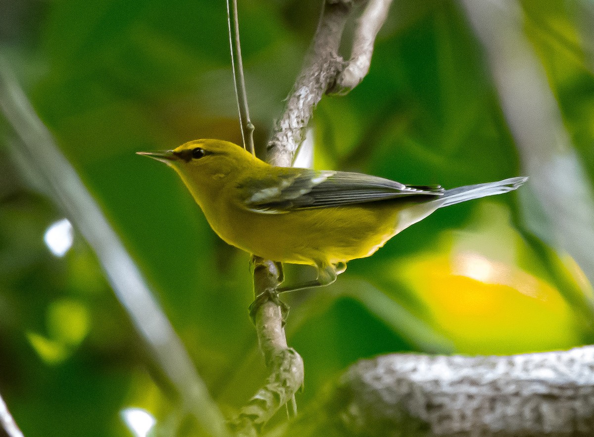 Blue-winged Warbler - ML643454786