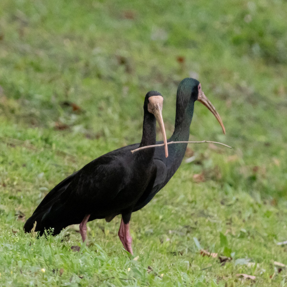 Ibis Afeitado - ML643454794