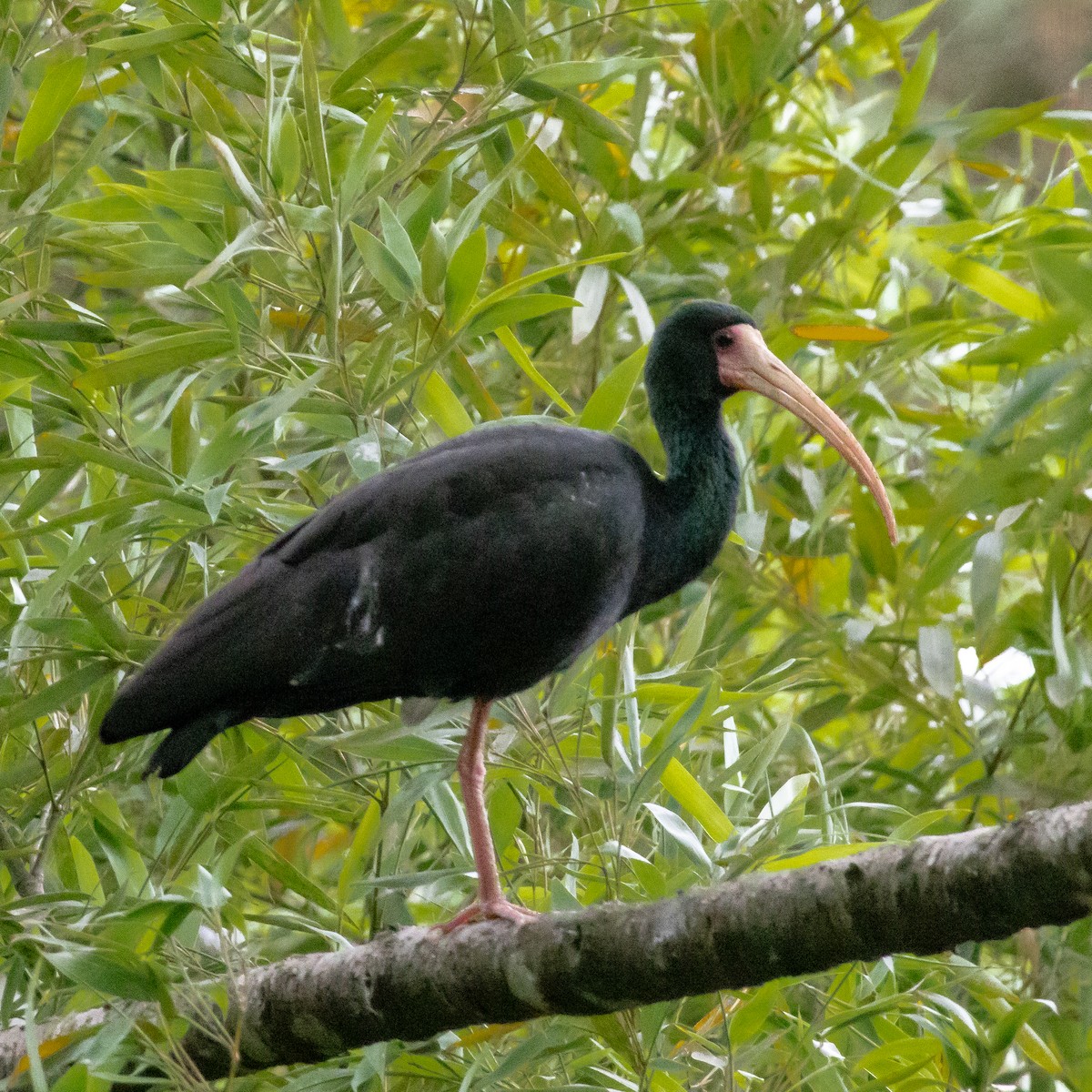 Ibis Afeitado - ML643454795