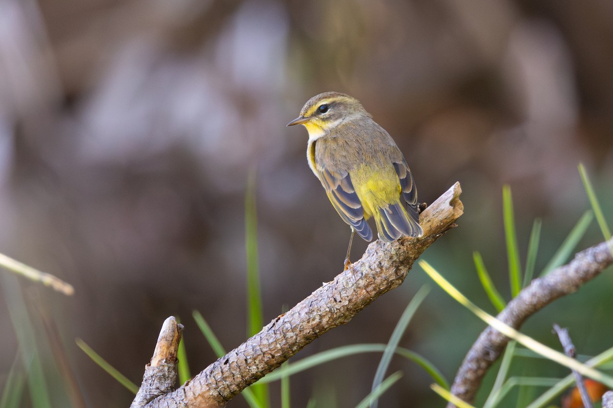 Palm Warbler - ML643454801
