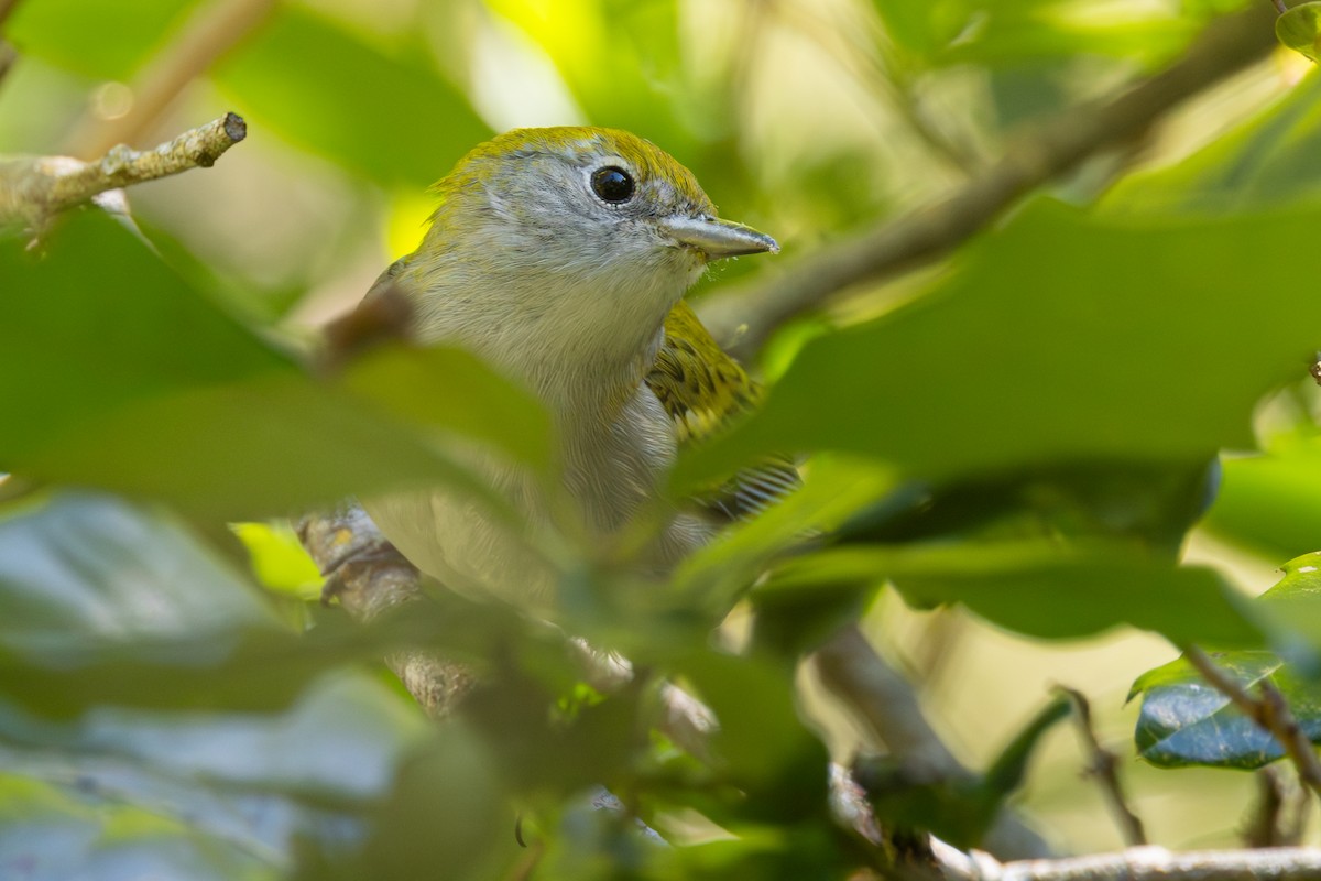 Chestnut-sided Warbler - ML643454809