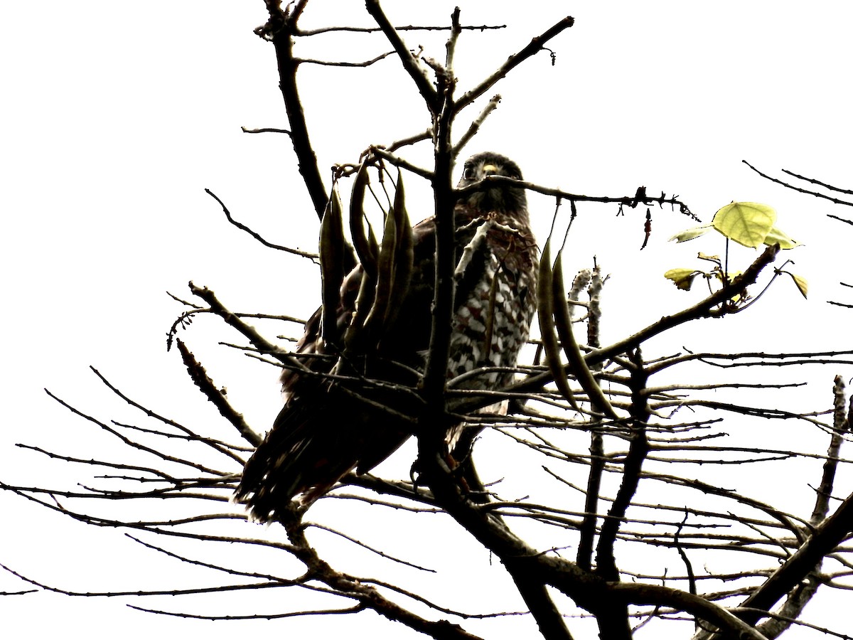 Broad-winged Hawk - ML643454822