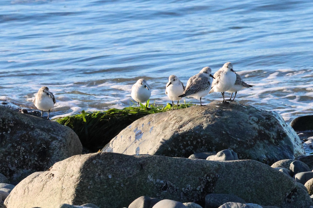 Sanderling - ML643454836