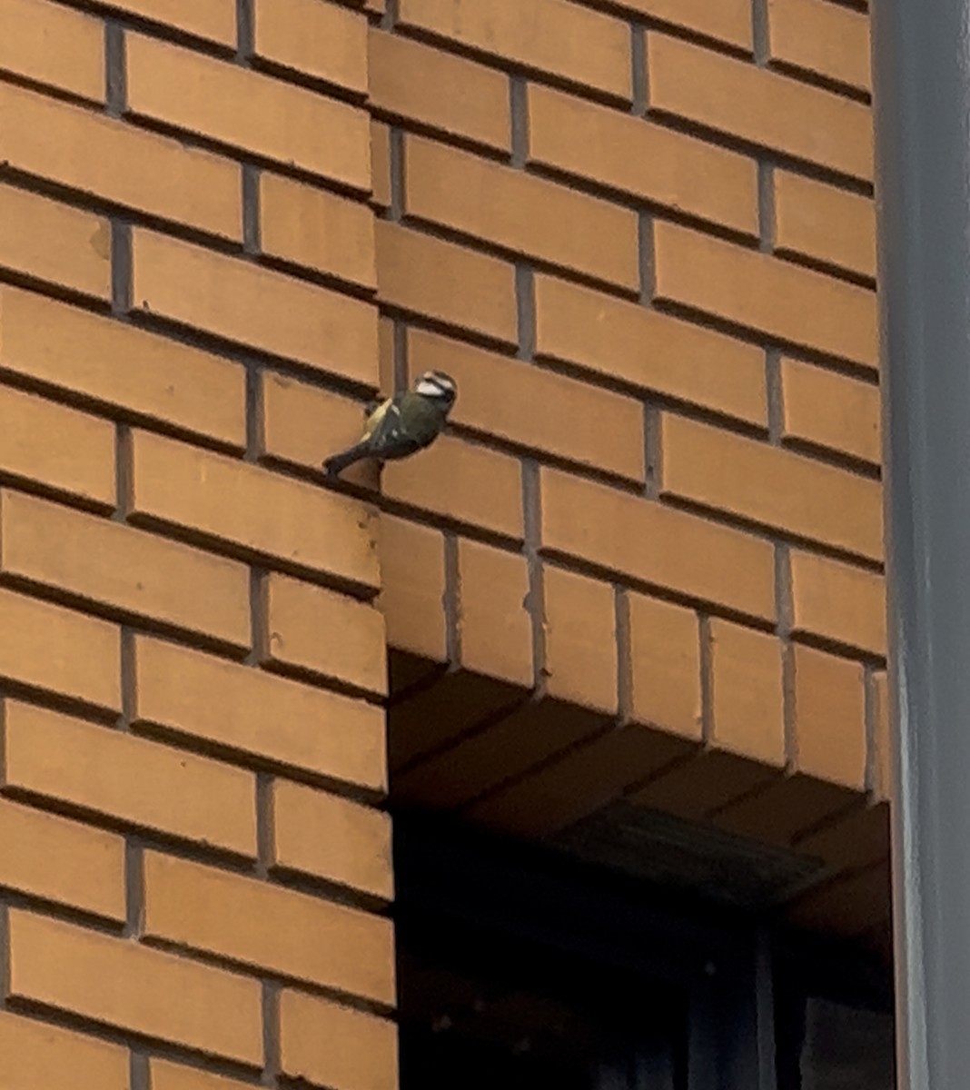 Eurasian Blue Tit - ML643454876