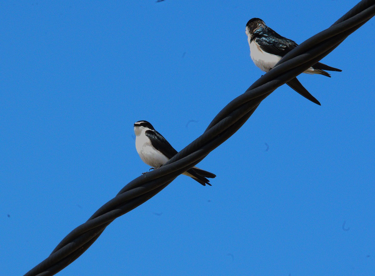 White-rumped Swallow - ML643454895