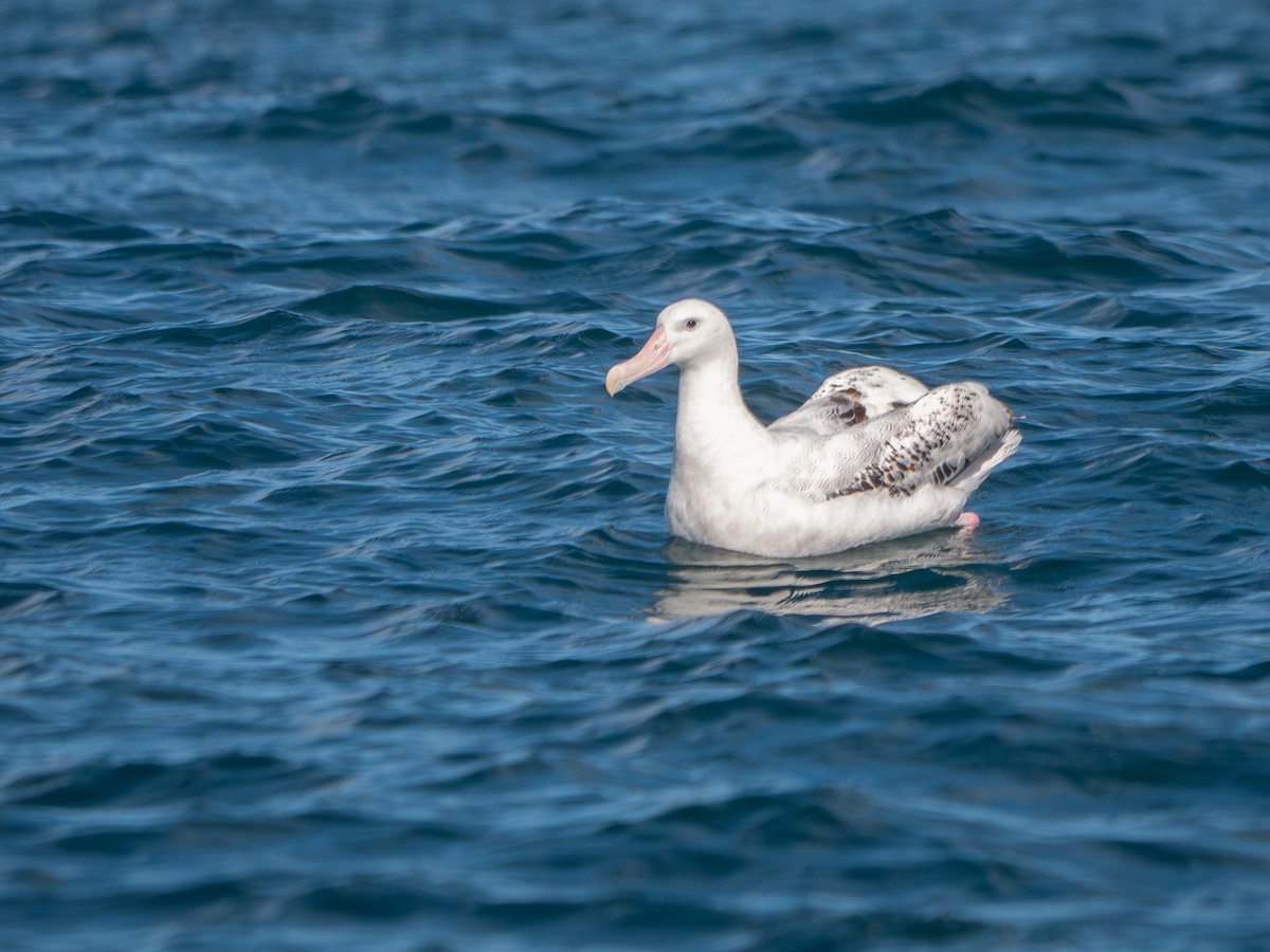 Antipodean Albatross (Gibson's) - ML643454918