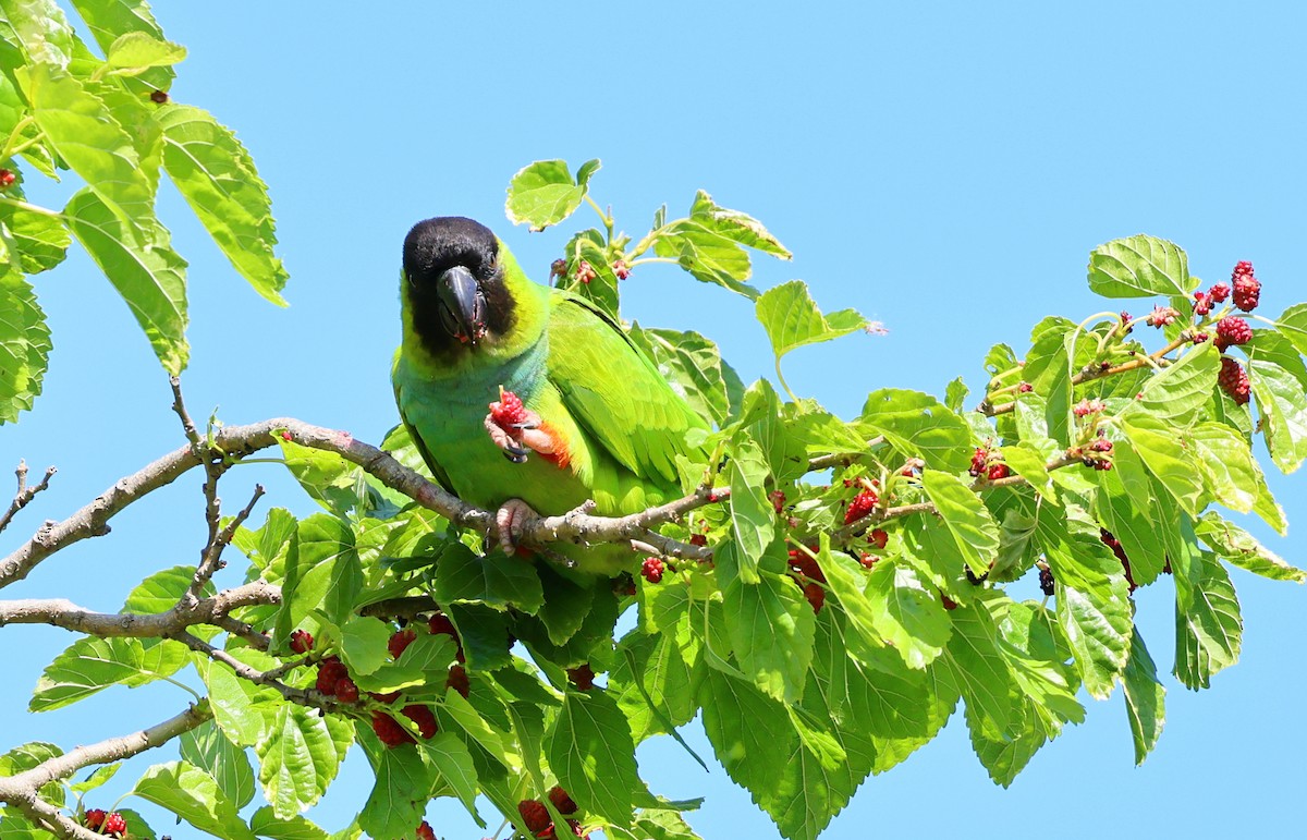Nanday Parakeet - ML643454962