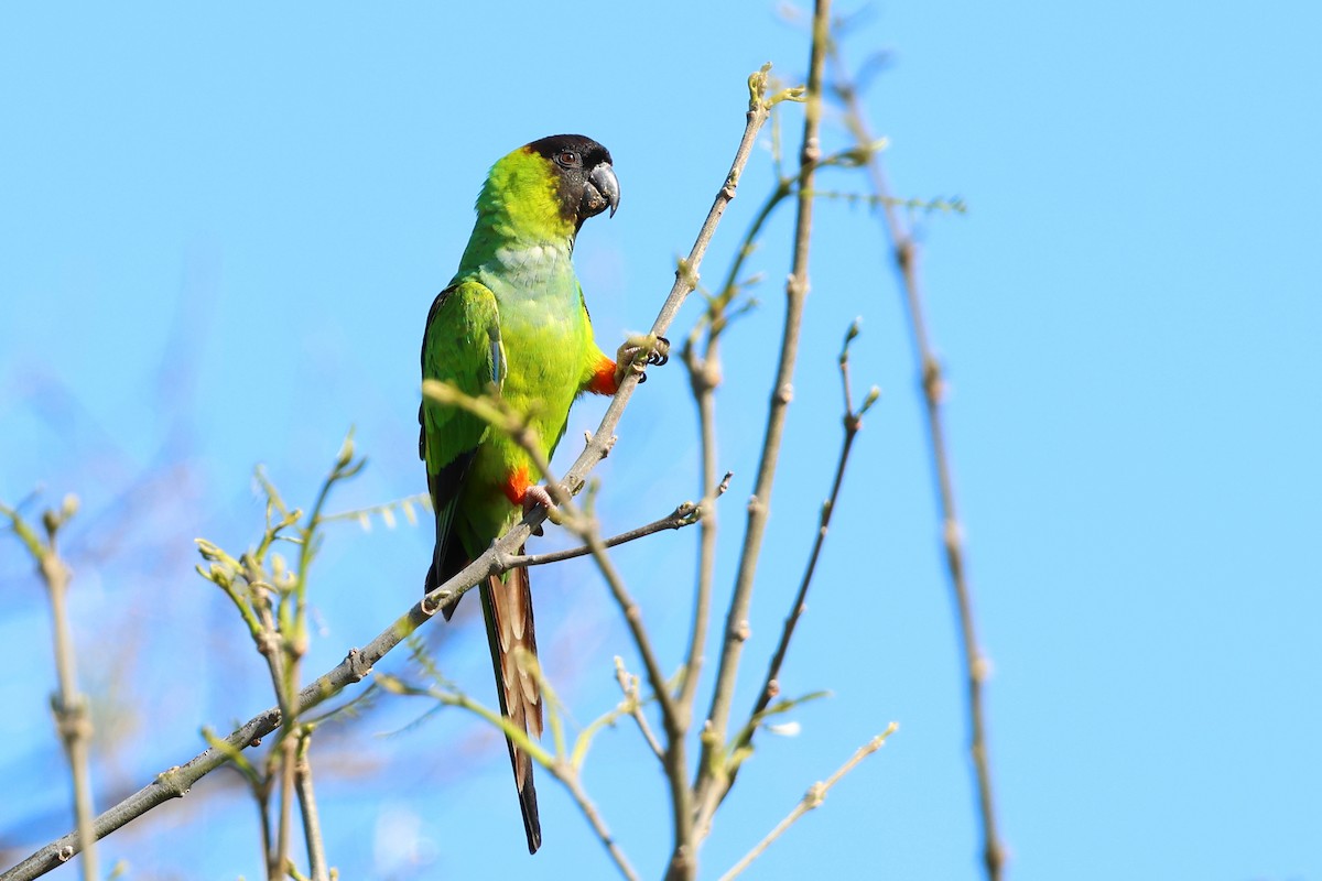 Nanday Parakeet - ML643454963