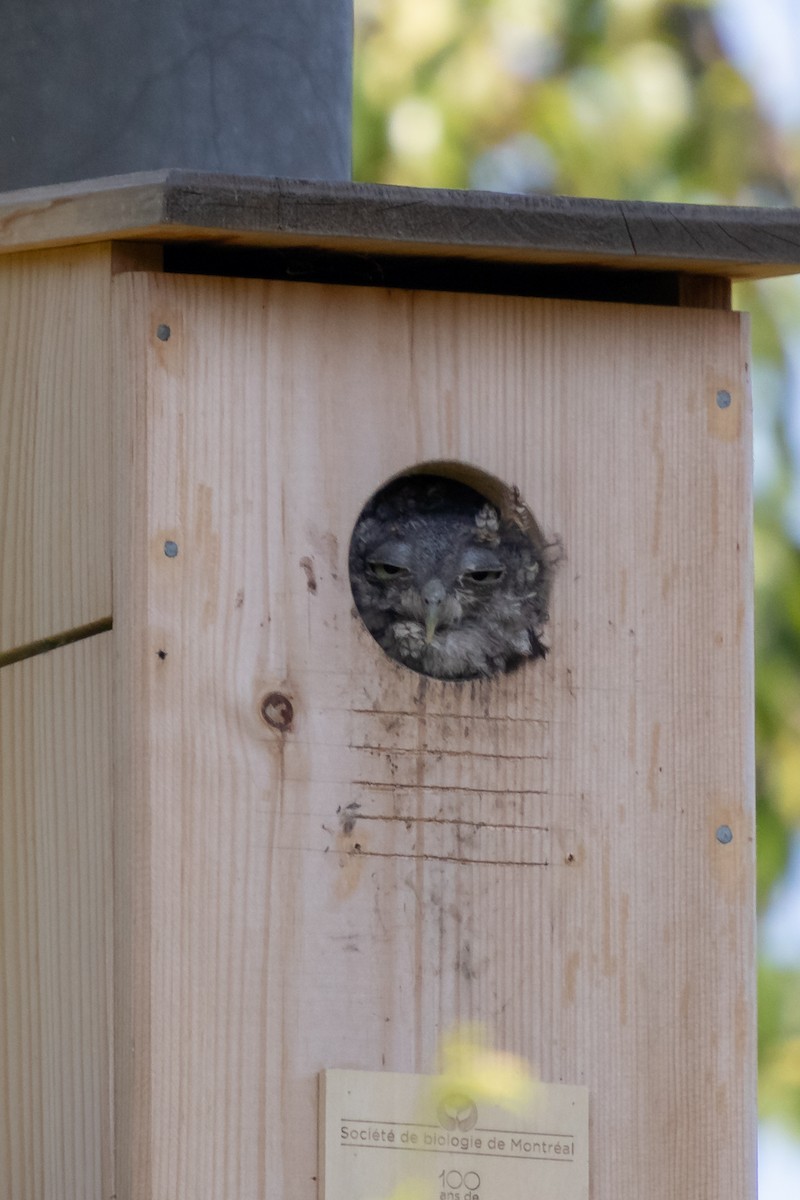 Eastern Screech-Owl - ML643454973