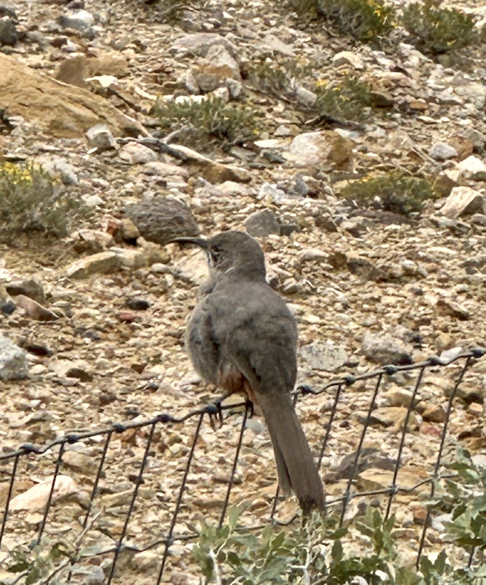 Crissal Thrasher - ML643454977