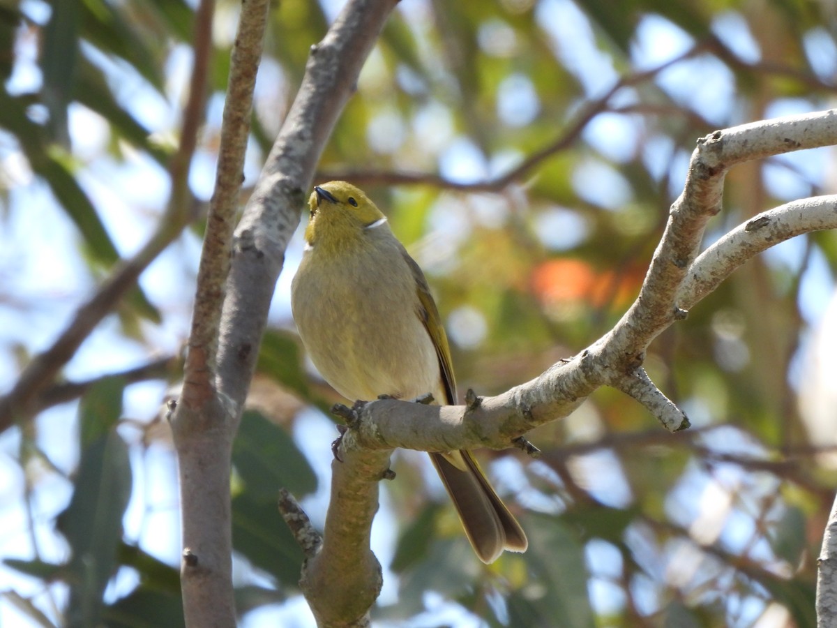 White-plumed Honeyeater - ML643454985