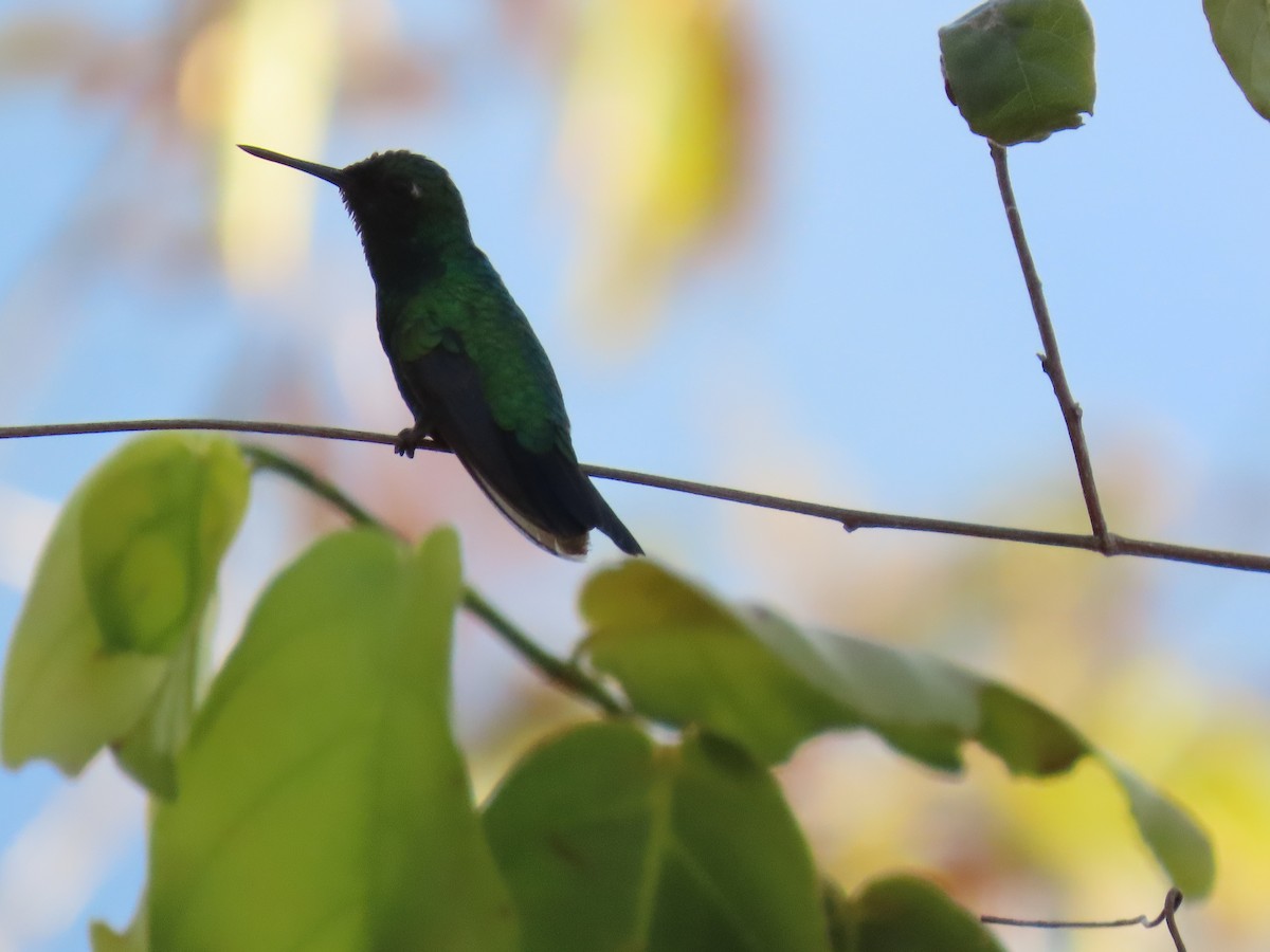 Blue-tailed Emerald - ML643455000