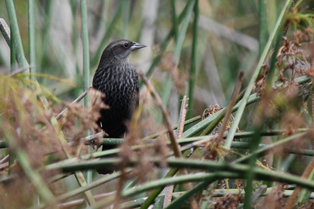 Tricolored Blackbird - ML643455017