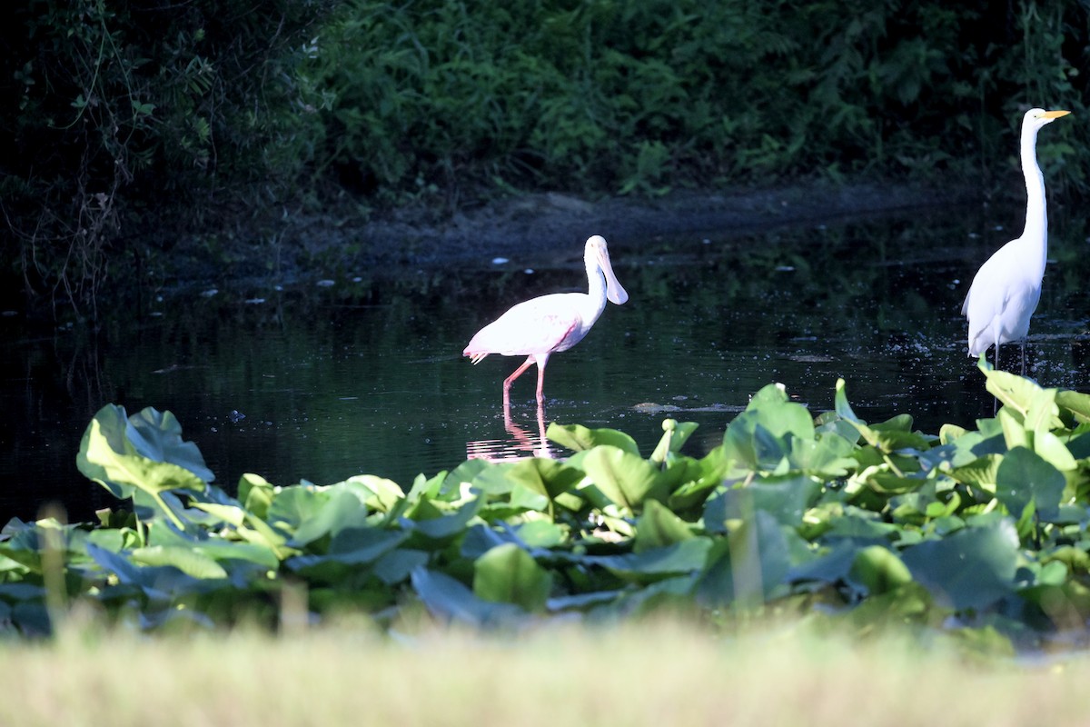 Roseate Spoonbill - ML643455018