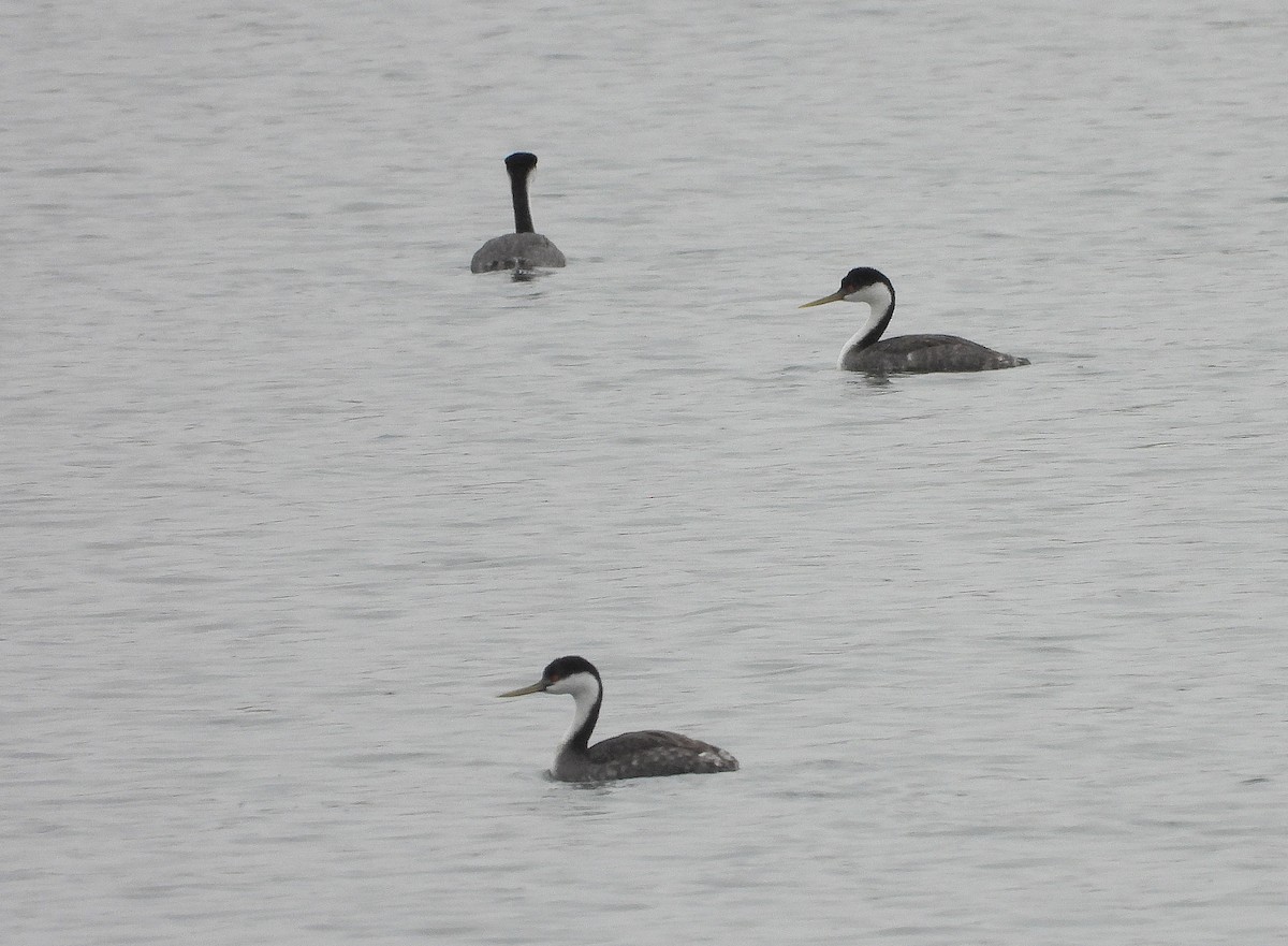 Western Grebe - ML643455019