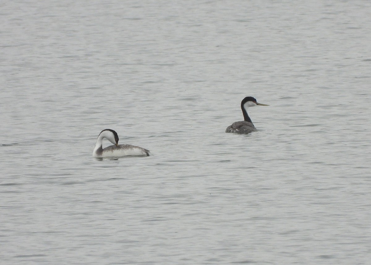 Western Grebe - ML643455023