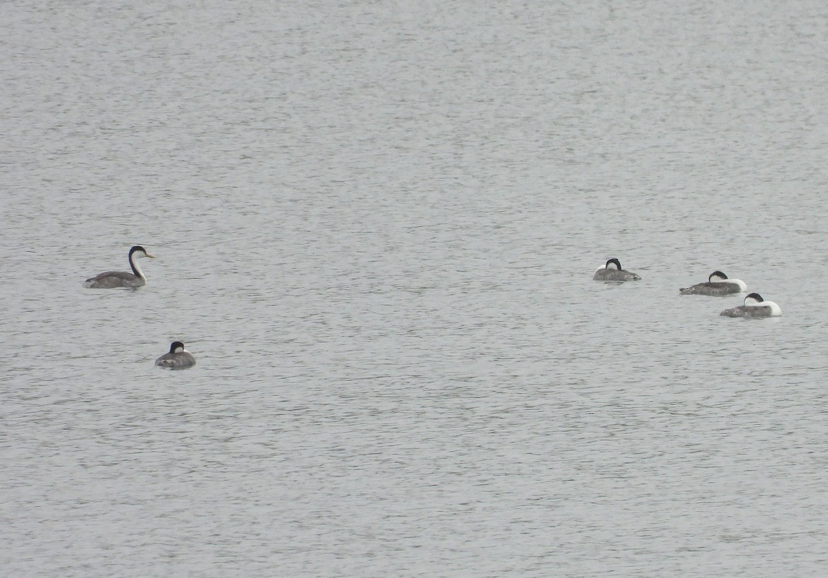 Western Grebe - ML643455026