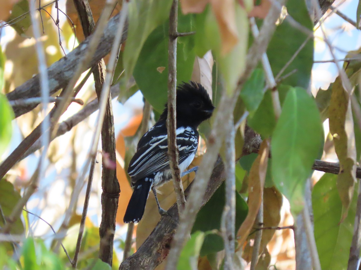 Black-backed Antshrike - ML643455038