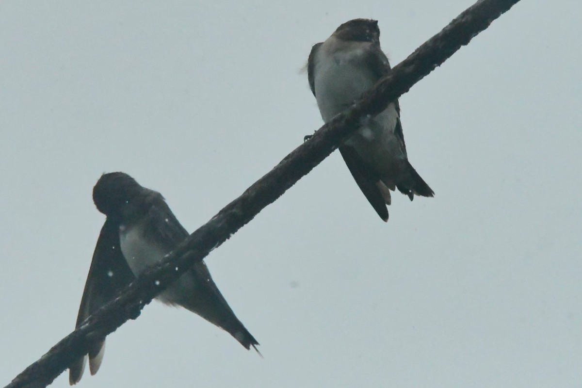 Cliff Swallow - ML643455044