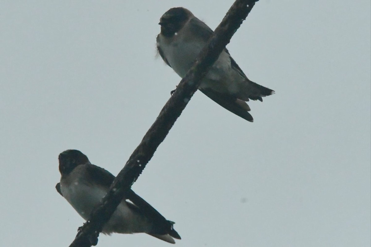 Cliff Swallow - ML643455046