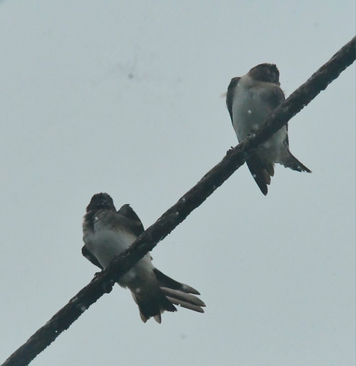 Cliff Swallow - ML643455047