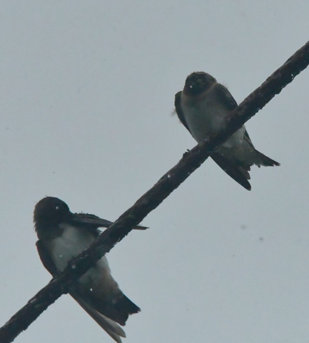 Cliff Swallow - ML643455048