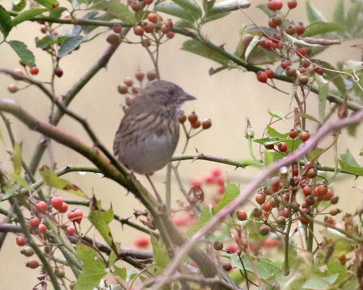 Lincoln's Sparrow - ML643455075
