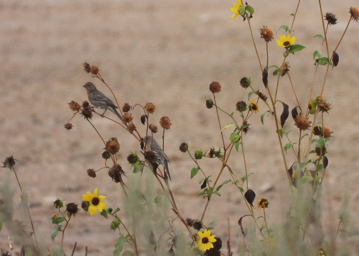 House Finch - ML643455077