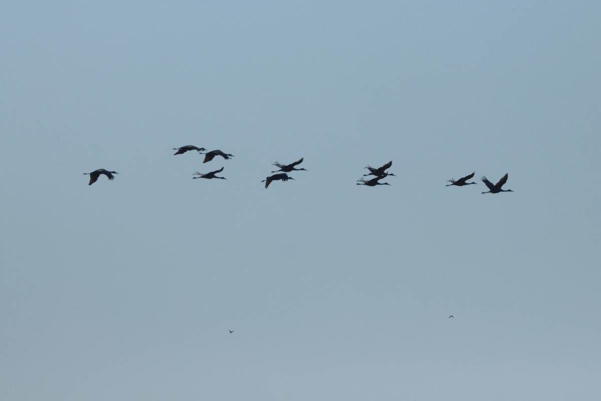 Sandhill Crane - ML643455086
