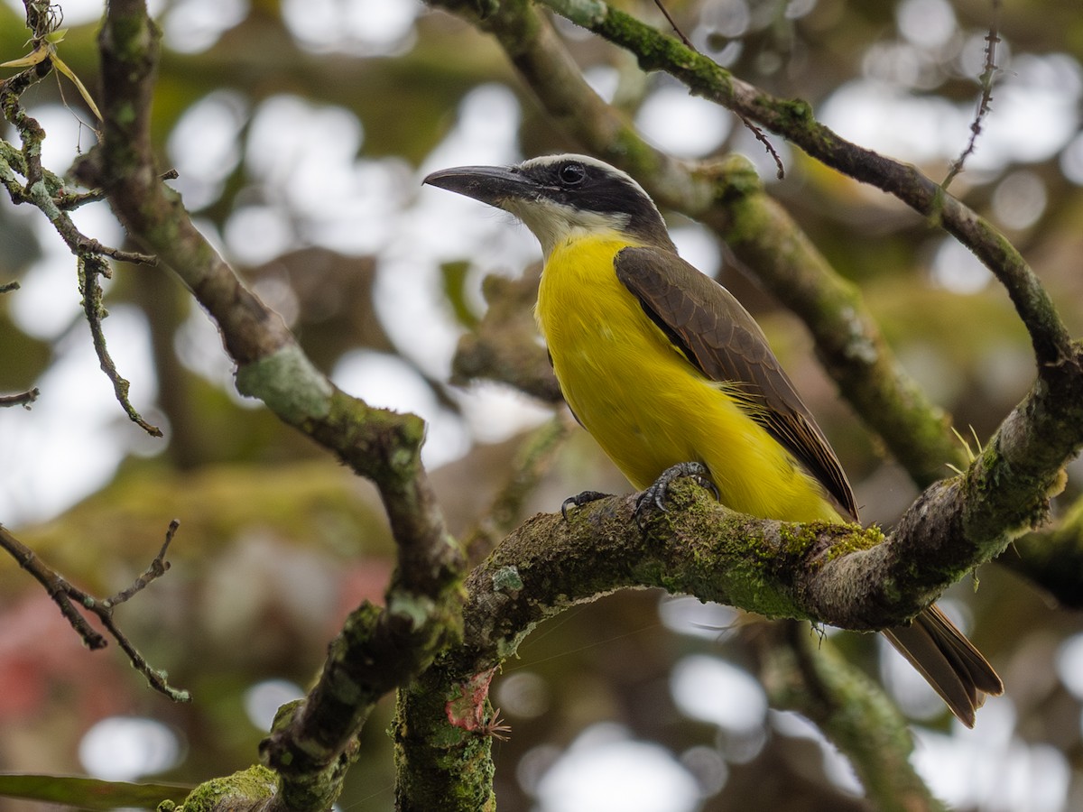 Boat-billed Flycatcher - ML643455099
