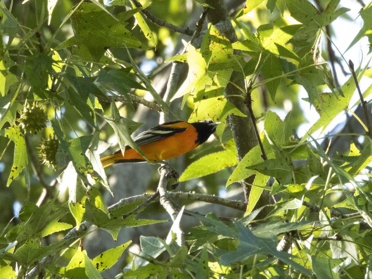 Baltimore Oriole - ML643455117