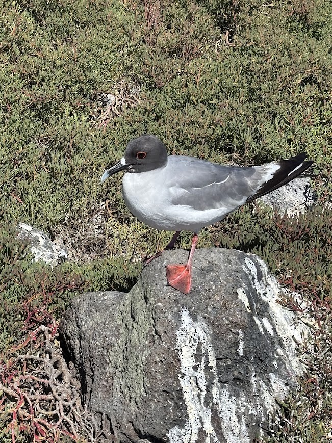 Swallow-tailed Gull - ML643455119