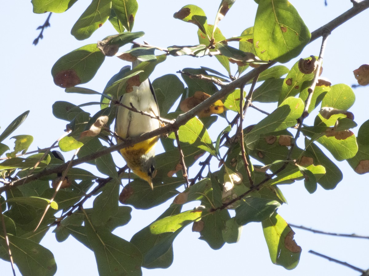 Northern Parula - ML643455124