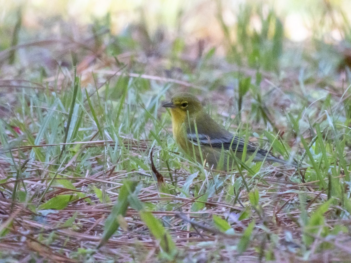 Pine Warbler - ML643455135
