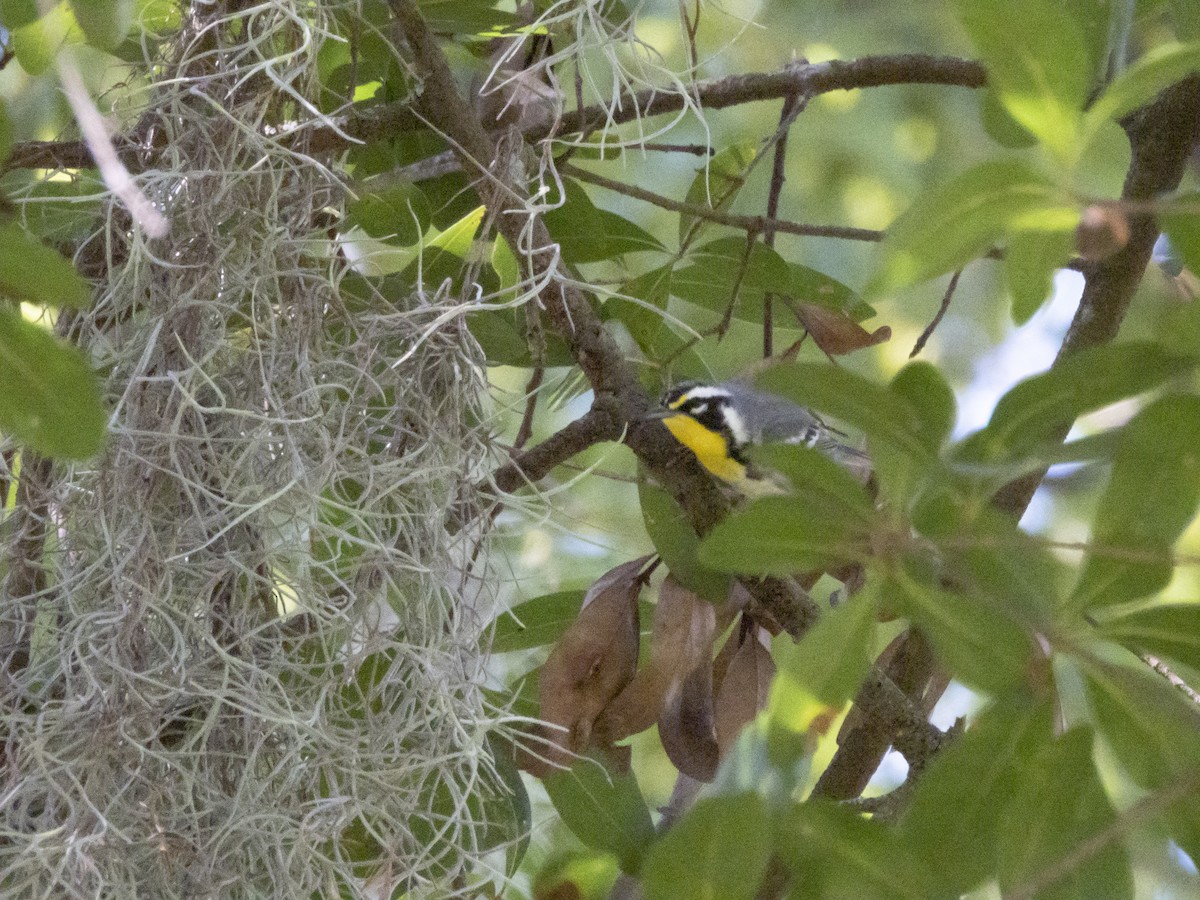 Goldkehl-Waldsänger - ML643455139