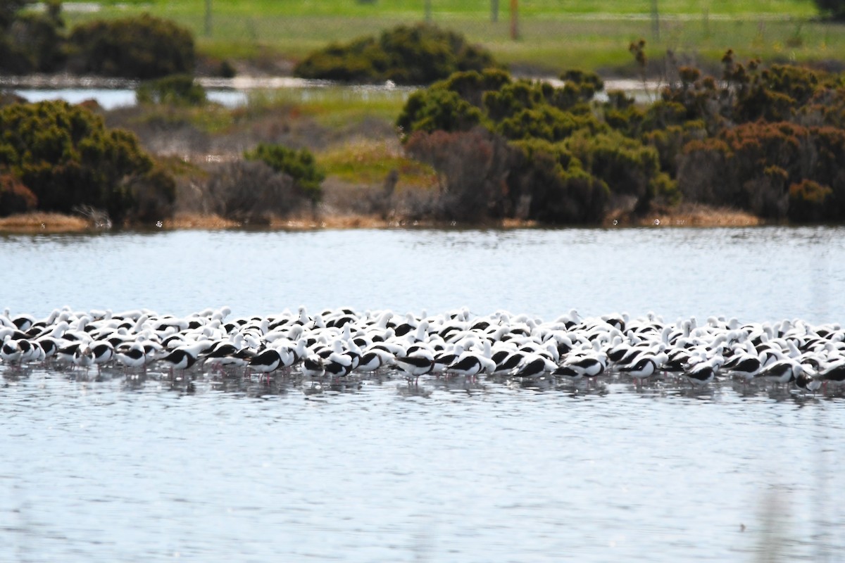 Banded Stilt - ML643455142