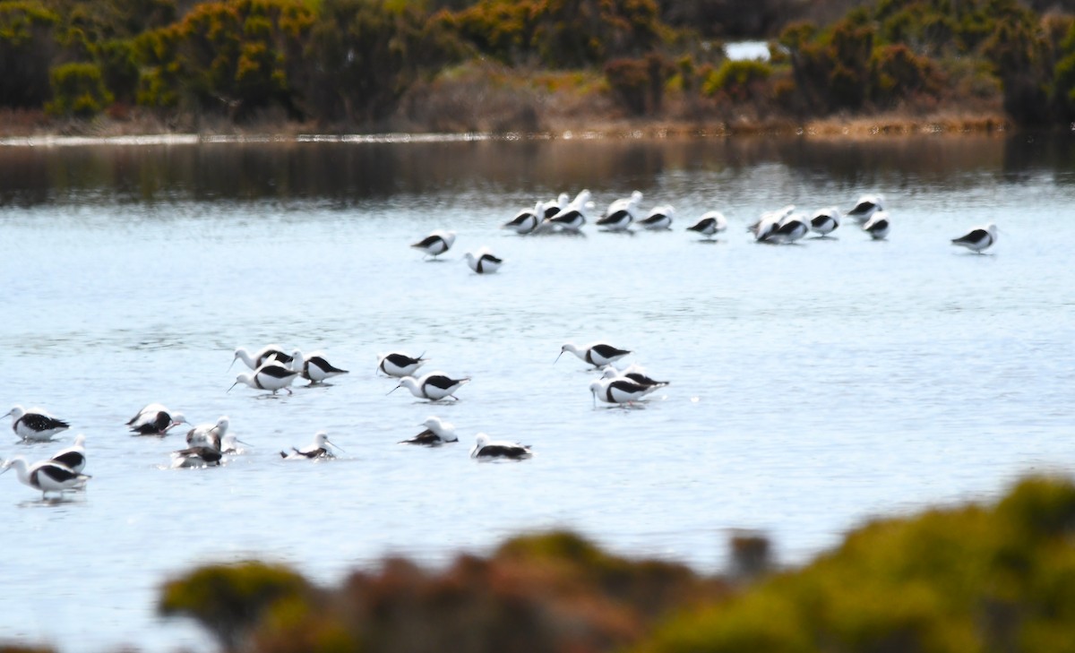 Banded Stilt - ML643455147