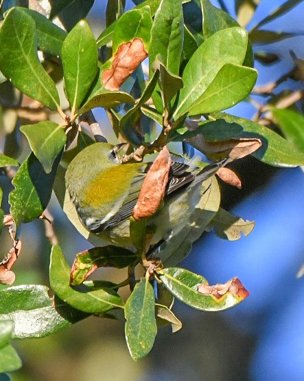 Northern Parula - ML643455149
