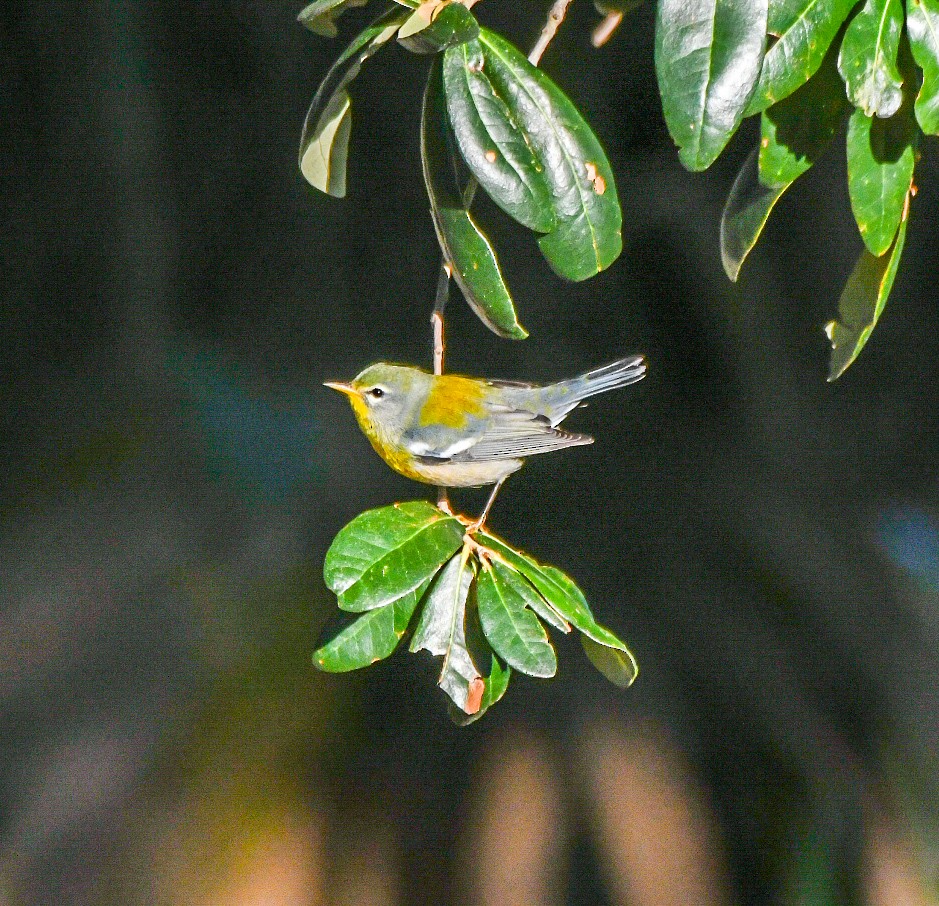 Northern Parula - ML643455150