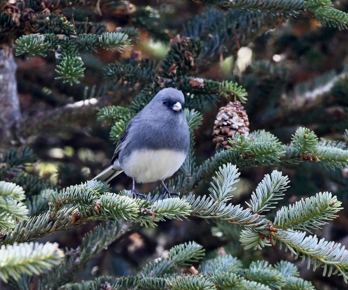 Dark-eyed Junco (Slate-colored) - ML643455164