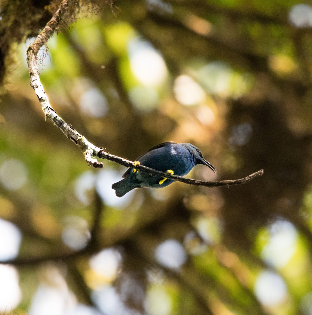 Shining Honeycreeper - ML643455165